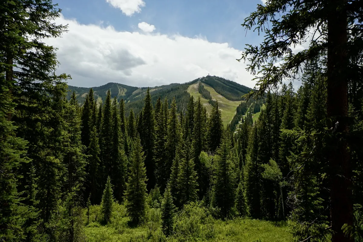 A scenic view of tall evergreen trees on a mountain slope with distant peaks in the background. The landscape is tranquil and ideal for hiking, wildlife observation, and photography.